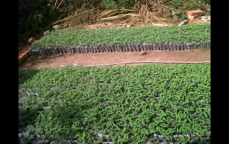 Plantas de mariguana aseguradas tras el operativo realizado por el Ejército, en la zona.  /