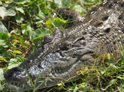 El kit consiste en pruebas de tipo inmunológico con las cuales podrá sexarse a cocodrilos de cualquier tamaño. ID  /