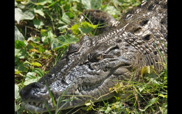 El kit consiste en pruebas de tipo inmunológico con las cuales podrá sexarse a cocodrilos de cualquier tamaño. ID  /