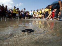 El centro TUMEC ha incrementado el número de nidos de tortuga. ARCHIVO  /