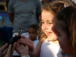 Los activistas quieren concienciar a pescadores, bañistas y turistas sobre la necesidad de recuperar las poblaciones de tortugas. EFE  /