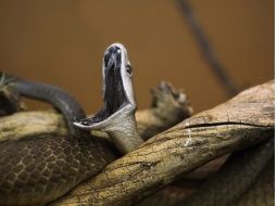 El veneno de la mamba negra contiene péptidos que los investigadores han bautizado como mambalgins. ESPECIAL  /