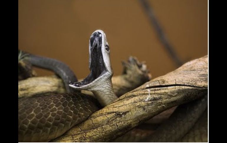 El veneno de la mamba negra contiene péptidos que los investigadores han bautizado como mambalgins. ESPECIAL  /