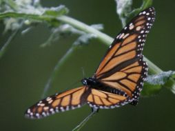 La reserva ecológica de la mariposa Monarca se encuentra en las montañas del estado de Michoacán. ARCHIVO  /