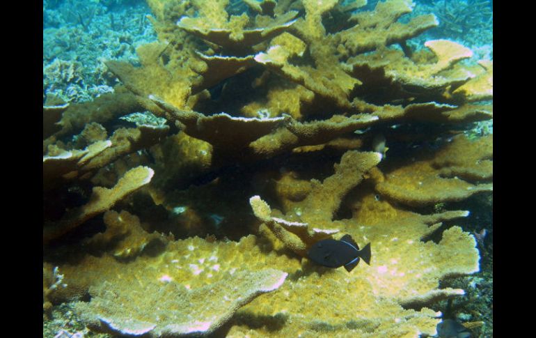 La Gran Barrera de Coral de Australia ha perdido más de la mitad de sus corales en los últimos 27 años. ARCHIVO  /