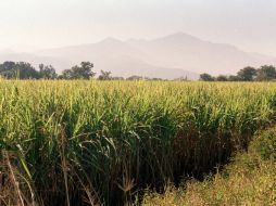 La cosecha en verde beneficia la siembra al permitir añadir materia orgánica al suelo. ARCHIVO  /