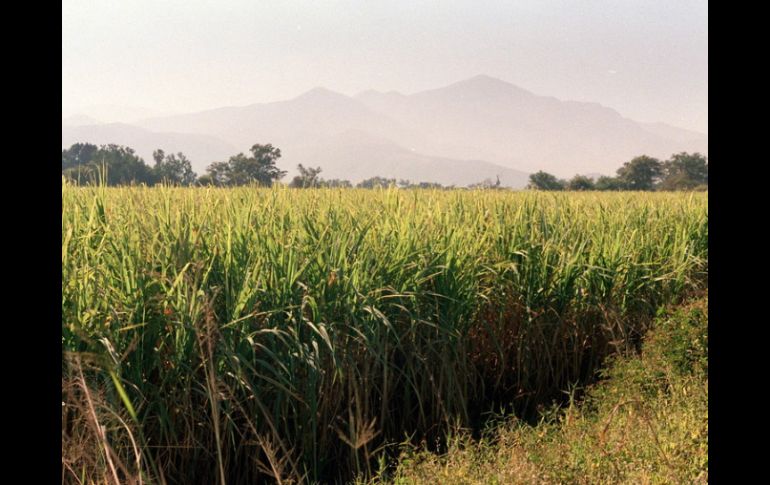 La cosecha en verde beneficia la siembra al permitir añadir materia orgánica al suelo. ARCHIVO  /