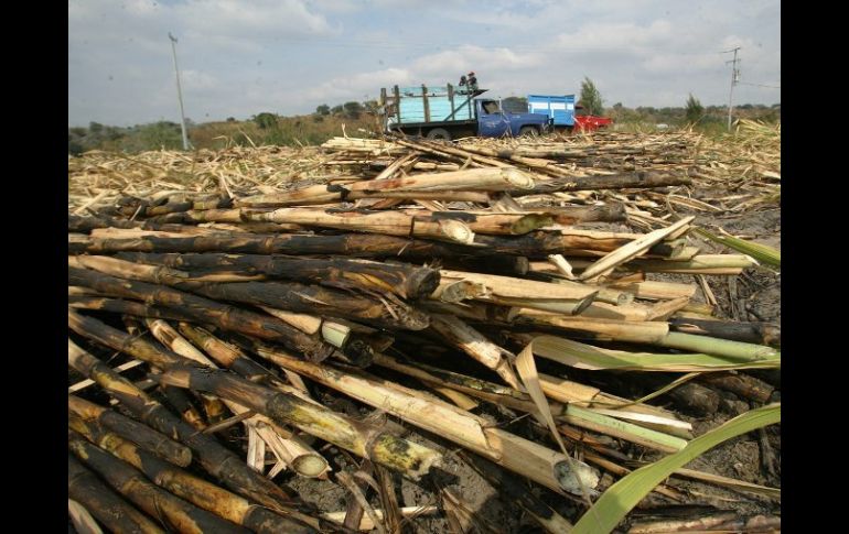 Un subproducto de la caña de azúcar, el etanol, puede emplearse como biocombustible. ARCHIVO  /