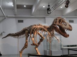 Es improbable la extracción de material genético de los dinosaurios, que desaparecieron hace 65 millones de años. ARCHIVO  /