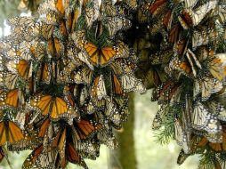 La mariposa monarca, que se desplaza de los bosques estadounidenses a bosques mexicanos, cumple una labor polinizadora. ARCHIVO  /