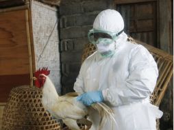 Debido a que se han cumplido 60 días sin el virus H7N3 podría suspenderse la aplicación de vacunas. ARCHIVO  /