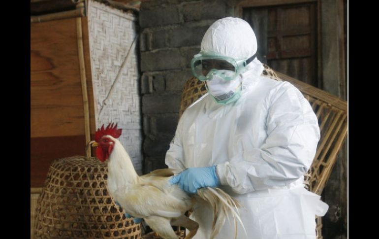 Debido a que se han cumplido 60 días sin el virus H7N3 podría suspenderse la aplicación de vacunas. ARCHIVO  /