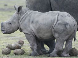 Algunos rinocerontes que nacen en las reservas africanas son trasladados a reservas en países más seguros. ARCHIVO  /