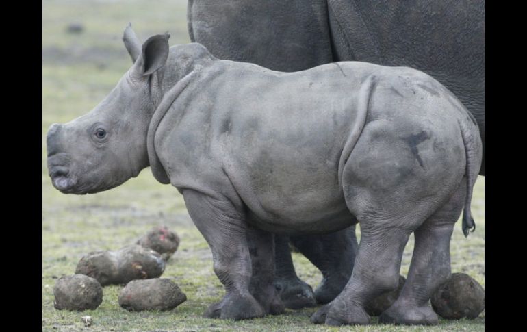 Algunos rinocerontes que nacen en las reservas africanas son trasladados a reservas en países más seguros. ARCHIVO  /