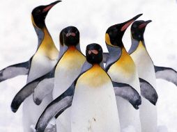 Los pingüinos serán una de las especies beneficiadas con esta propuesta. ARCHIVO  /