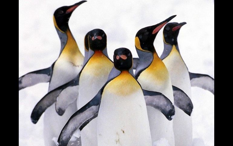 Los pingüinos serán una de las especies beneficiadas con esta propuesta. ARCHIVO  /