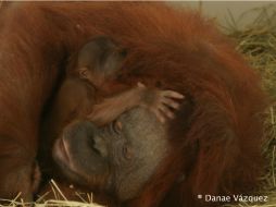 Podrás ver a un pequeño macho de orangután y una linda hembra de chimpancé.  /