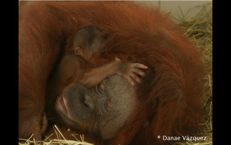 Podrás ver a un pequeño macho de orangután y una linda hembra de chimpancé.  /