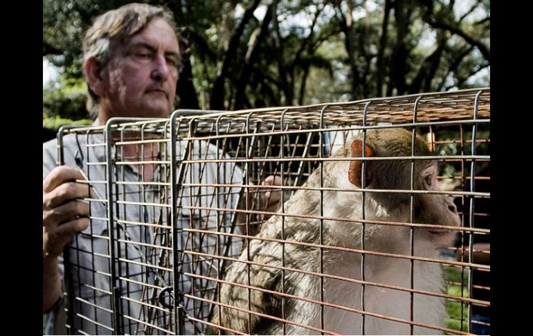 Después de apresar al famoso macaco comenzaron a realizarle pruebas. XINHUA  /