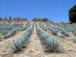 La Ruta del Tequila inició como proyecto en 2006 con los municipios de Amatitlán,  Arenal, Teuchitlán, Tequila y Magdalena. ARCHIVO  /