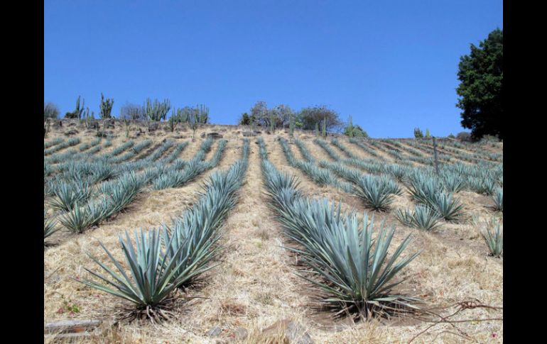 La Ruta del Tequila inició como proyecto en 2006 con los municipios de Amatitlán,  Arenal, Teuchitlán, Tequila y Magdalena. ARCHIVO  /