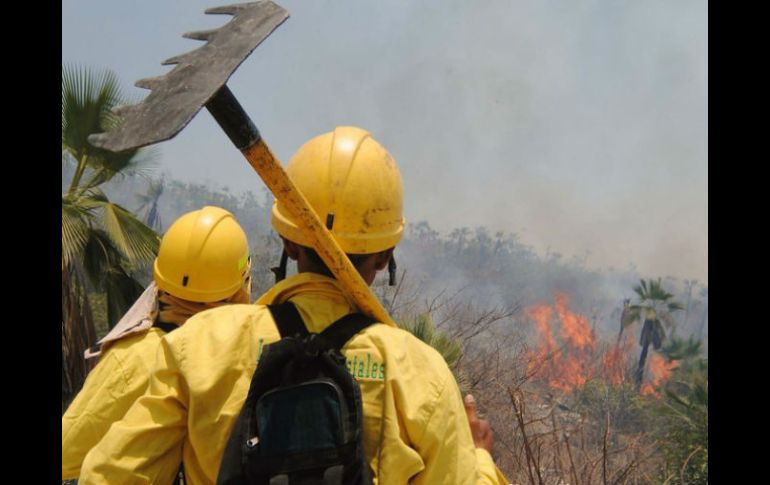 La zona dañada de La Primavera, por el incendio de abril de 2012, se logró restaurar 500 hectáreas del lugar. ARCHIVO  /