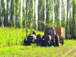 De inicio. Los contratos a futuro de maíz amarillo son pequeños, de apenas 25 toneladas. AP  /