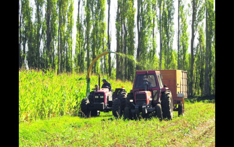 De inicio. Los contratos a futuro de maíz amarillo son pequeños, de apenas 25 toneladas. AP  /