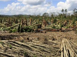 Vista del daño causado por el fenoméno meteorológico en una plantación de plátano. REUTERS  /