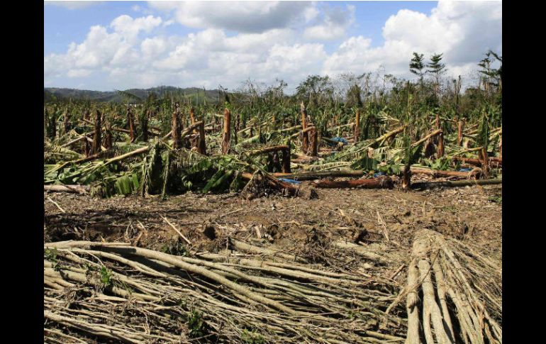 Vista del daño causado por el fenoméno meteorológico en una plantación de plátano. REUTERS  /