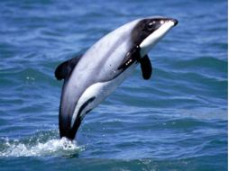 Los maoríes llaman a los delfines de Maui 'Tutumairekurai' (moradores del mar). ESPECIAL  /