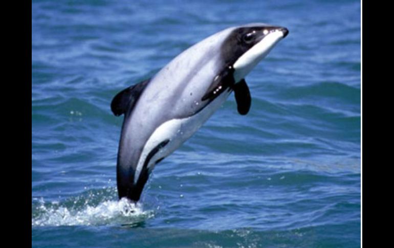 Los maoríes llaman a los delfines de Maui 'Tutumairekurai' (moradores del mar). ESPECIAL  /