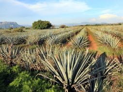 Todavía está en la agenda inmediata que China reconozca el contenido de metanol del tequila. ARCHIVO  /