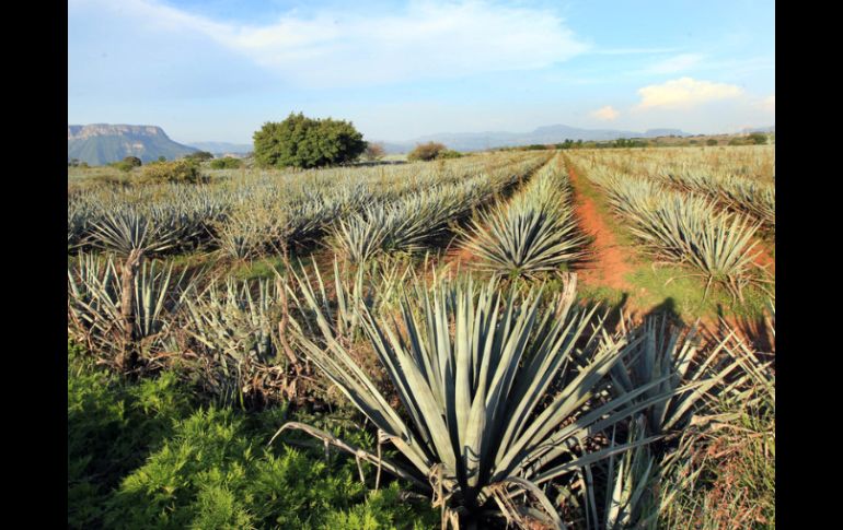 Todavía está en la agenda inmediata que China reconozca el contenido de metanol del tequila. ARCHIVO  /