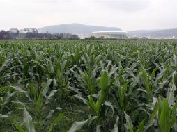 Las cosechas de maíz, arroz y trigo descenderán en muchos países coincidiendo con el aumento de las temperaturas. ARCHIVO  /