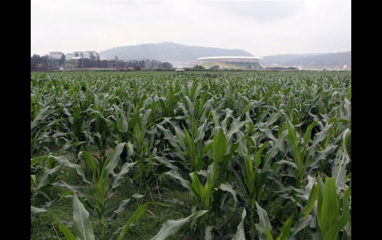 Las cosechas de maíz, arroz y trigo descenderán en muchos países coincidiendo con el aumento de las temperaturas. ARCHIVO  /