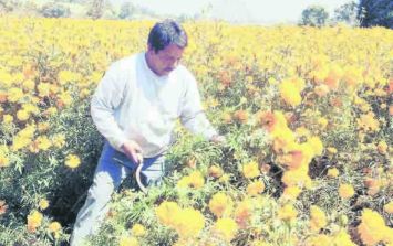 Pigmento chino del cempasúchil colorea pollo y huevo de México | El  Informador