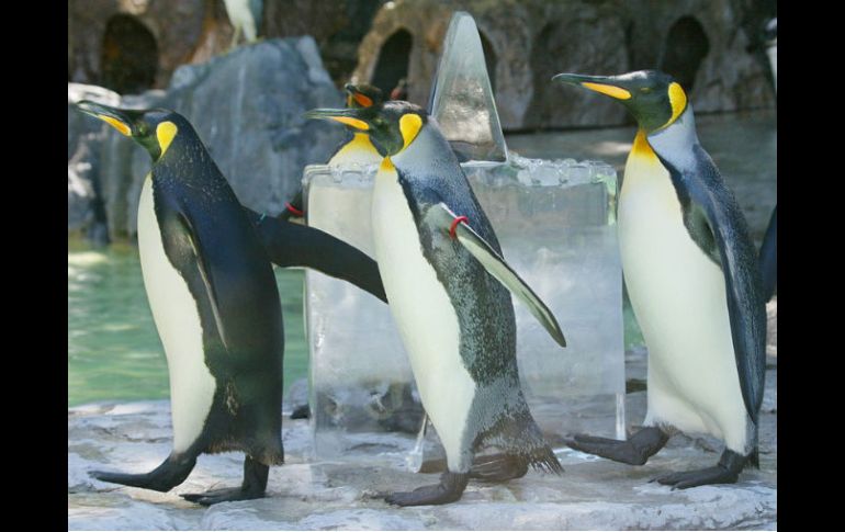 La región alberga a especies únicas como pingüinos, focas y ballenas que se encuentran en peligro debido al cambio climático. ARCHIVO  /