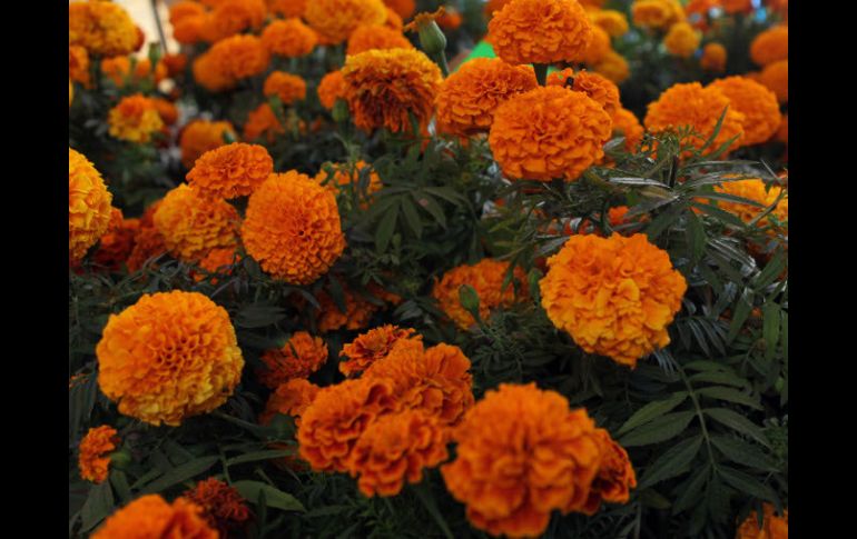 La tradicional flor de cempasúchil se emplea como guía espiritual para los muertos. ARCHIVO  /