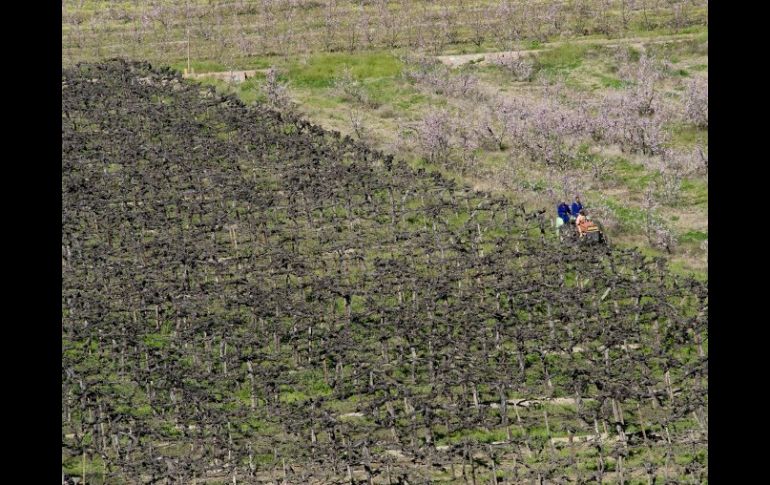 En las cercanías de Cape Town, un tractor prepara la tierra africana para la siembra. ARCHIVO  /