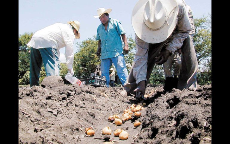 Hace unos meses, Jalisco tuvo problemas para comercializar el grano. ARCHIVO  /