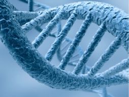 Así el ADN artificial al soportar la acción de las ribonucleasas lograría que el fármaco llegara al interior de las células. ESPECIAL  /