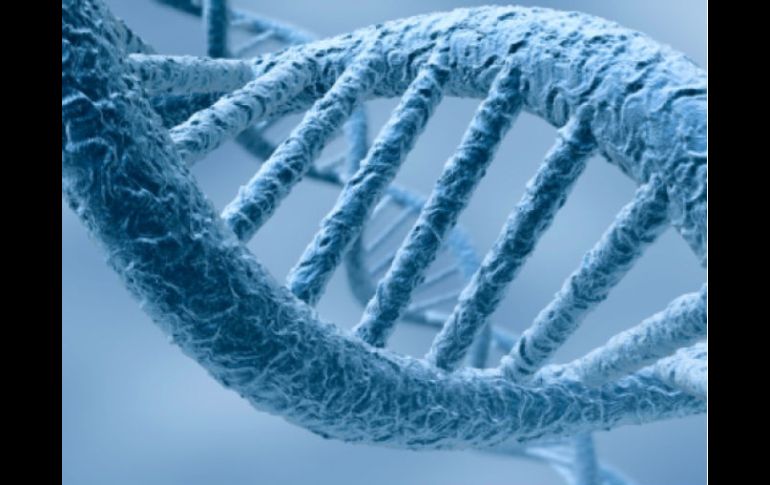 Así el ADN artificial al soportar la acción de las ribonucleasas lograría que el fármaco llegara al interior de las células. ESPECIAL  /