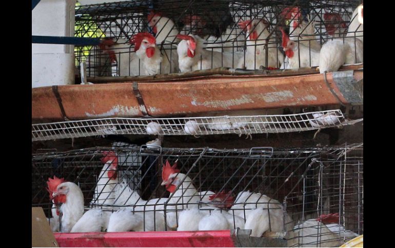 Granjas afectadas por la mortandad de aves que trajo el brote de la gripe aviar. ARCHIVO  /