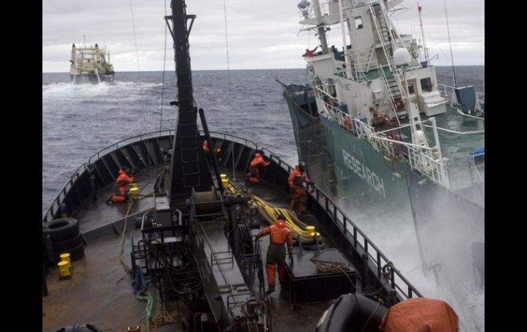 La cacería de ballenas ha encontrado fuerte oposición por parte de grupos ecologistas. EFE  /