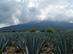 El Paisaje Agavero fue reconocido como Patrimonio de la Humanidad, por la UNESCO en 2006. ARCHIVO  /