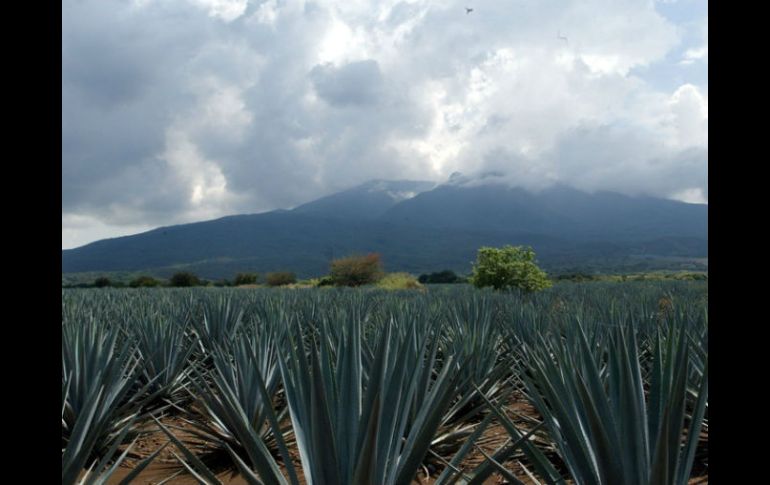 El Paisaje Agavero fue reconocido como Patrimonio de la Humanidad, por la UNESCO en 2006. ARCHIVO  /