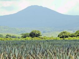 El Paisaje Agavero es considerado un atractivo turístico. ARCHIVO  /