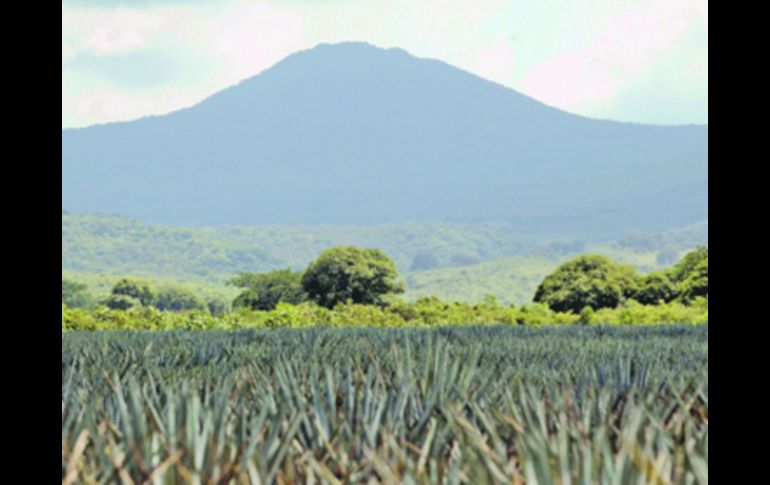 El Paisaje Agavero es considerado un atractivo turístico. ARCHIVO  /