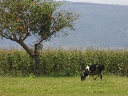 Jalisco tiene el segundo lugar en la producción de carne de res. ARCHIVO  /